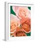 Roses-Jamie & Judy Wild-Framed Photographic Print