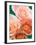 Roses-Jamie & Judy Wild-Framed Photographic Print