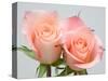 Roses-Jamie & Judy Wild-Stretched Canvas