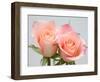 Roses-Jamie & Judy Wild-Framed Photographic Print