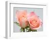 Roses-Jamie & Judy Wild-Framed Photographic Print