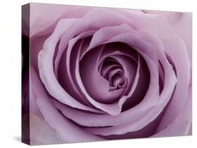 Roses-Fabio Petroni-Stretched Canvas