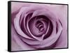 Roses-Fabio Petroni-Framed Stretched Canvas