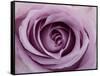 Roses-Fabio Petroni-Framed Stretched Canvas