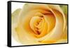 Roses-Fabio Petroni-Framed Stretched Canvas