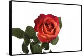 Roses-Fabio Petroni-Framed Stretched Canvas