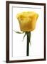 Roses-Fabio Petroni-Framed Premium Photographic Print