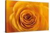 Roses-Fabio Petroni-Stretched Canvas