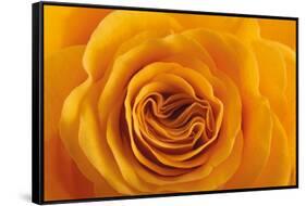 Roses-Fabio Petroni-Framed Stretched Canvas