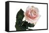 Roses-Fabio Petroni-Framed Stretched Canvas