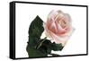 Roses-Fabio Petroni-Framed Stretched Canvas