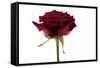 Roses-Fabio Petroni-Framed Stretched Canvas