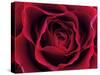 Roses-Fabio Petroni-Stretched Canvas