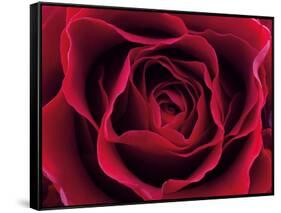 Roses-Fabio Petroni-Framed Stretched Canvas