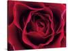 Roses-Fabio Petroni-Stretched Canvas