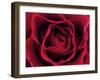 Roses-Fabio Petroni-Framed Premium Photographic Print