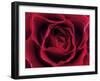 Roses-Fabio Petroni-Framed Premium Photographic Print