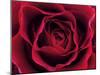 Roses-Fabio Petroni-Mounted Premium Photographic Print