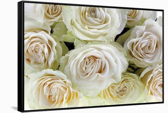 Roses-Fabio Petroni-Framed Stretched Canvas