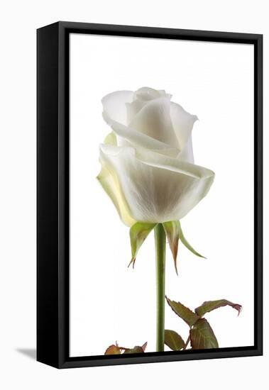 Roses-Fabio Petroni-Framed Stretched Canvas