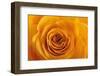 Roses-Fabio Petroni-Framed Premium Photographic Print