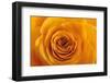 Roses-Fabio Petroni-Framed Premium Photographic Print