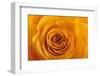 Roses-Fabio Petroni-Framed Premium Photographic Print