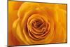 Roses-Fabio Petroni-Mounted Premium Photographic Print