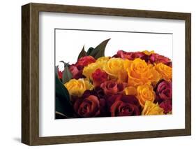 Roses-Fabio Petroni-Framed Premium Photographic Print