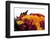 Roses-Fabio Petroni-Framed Premium Photographic Print