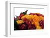 Roses-Fabio Petroni-Framed Premium Photographic Print