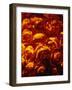 Roses-Andre Burian-Framed Photographic Print