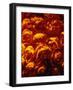 Roses-Andre Burian-Framed Photographic Print