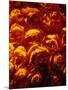 Roses-Andre Burian-Mounted Photographic Print