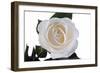 Roses-Fabio Petroni-Framed Photographic Print