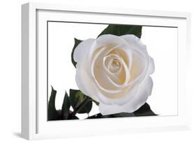 Roses-Fabio Petroni-Framed Photographic Print