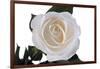 Roses-Fabio Petroni-Framed Photographic Print