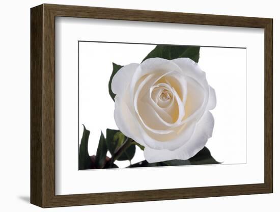 Roses-Fabio Petroni-Framed Photographic Print