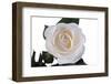 Roses-Fabio Petroni-Framed Photographic Print