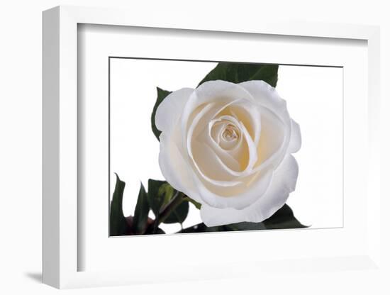 Roses-Fabio Petroni-Framed Photographic Print