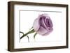 Roses-Fabio Petroni-Framed Photographic Print