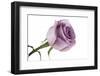 Roses-Fabio Petroni-Framed Photographic Print