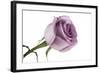 Roses-Fabio Petroni-Framed Photographic Print