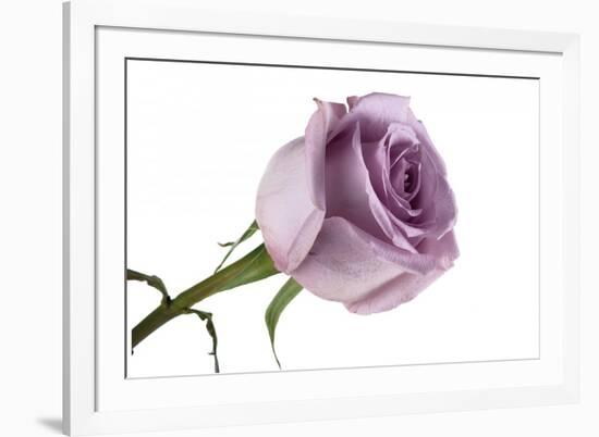 Roses-Fabio Petroni-Framed Photographic Print