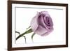 Roses-Fabio Petroni-Framed Photographic Print