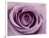 Roses-Fabio Petroni-Framed Photographic Print