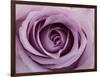 Roses-Fabio Petroni-Framed Photographic Print