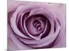 Roses-Fabio Petroni-Mounted Photographic Print