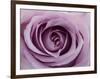 Roses-Fabio Petroni-Framed Photographic Print