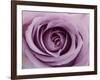 Roses-Fabio Petroni-Framed Photographic Print